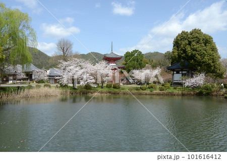 春の大沢池　心経宝塔遠望　京都市右京区嵯峨 101616412