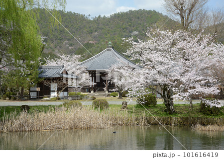 春の大沢池　聖天堂　京都市右京区嵯峨 101616419