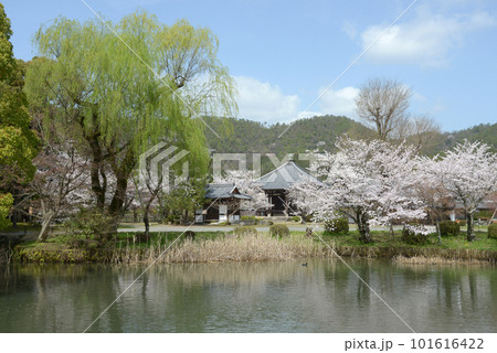 春の大沢池　聖天堂遠望　京都市右京区嵯峨 101616422
