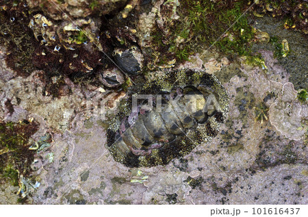 ヒザラガイ　干潮時 101616437