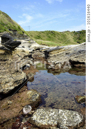 岩礁海岸  潮が引いた磯　海辺の環境 101616440