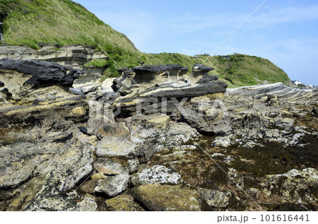 岩礁海岸  潮が引いた磯　海辺の環境 101616441