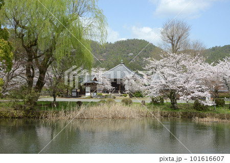 春の大沢池　聖天堂　京都市右京区嵯峨 101616607