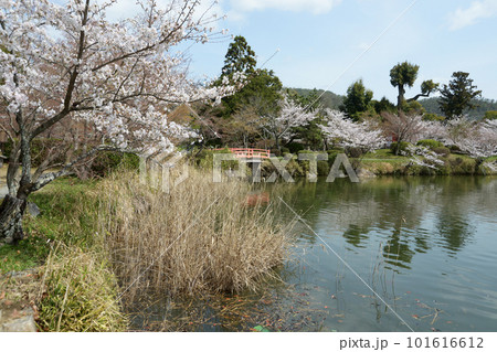 春の大沢池　天神島　京都市右京区嵯峨 101616612