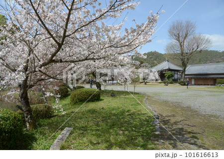 春の大沢池　聖天堂遠望　京都市右京区嵯峨 101616613