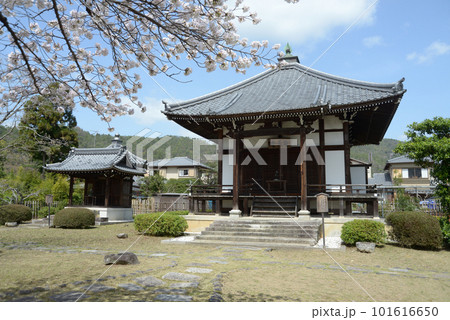 春の大沢池 聖天堂 京都市右京区嵯峨 春の大沢池 聖天堂 京都市右京区嵯峨 101616650