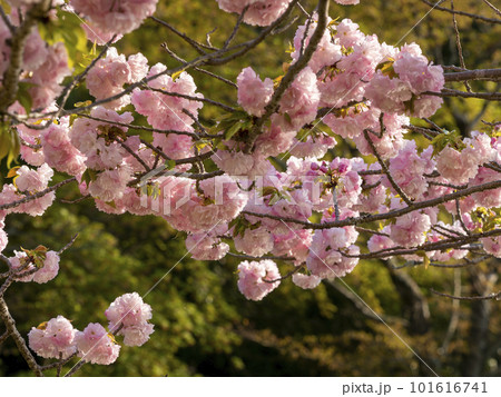 奈良公園春日野園地に咲く八重桜 奈良公園春日野園地に咲く八重桜 101616741
