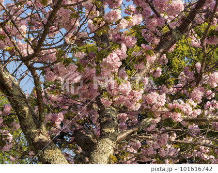 奈良公園春日野園地に咲く八重桜 奈良公園春日野園地に咲く八重桜 101616742