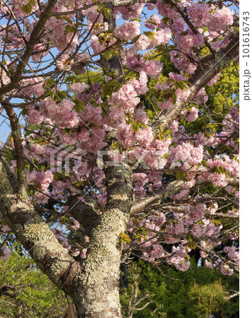 奈良公園春日野園地に咲く八重桜 奈良公園春日野園地に咲く八重桜 101616743