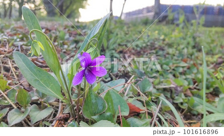4月に咲くすみれ 101616896
