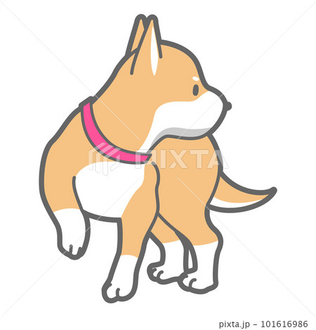 振り返る柴犬のベクターイラスト 101616986
