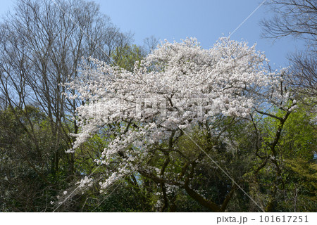 山に咲く山桜 山に咲く山桜 101617251