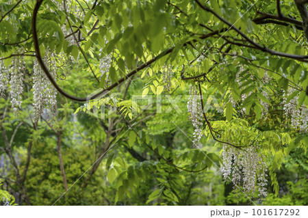 新緑の緑と白藤 101617292