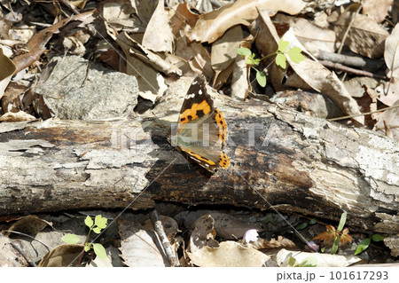 アカタテハ 101617293