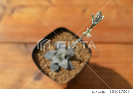 多肉植物ハオルチアの花 多肉植物ハオルチアの花 101617309