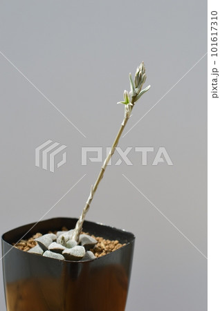 多肉植物ハオルチアの花　　 101617310