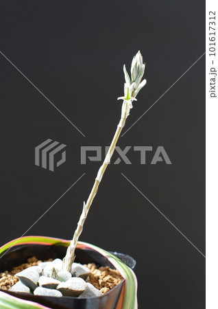 多肉植物ハオルチアの花 多肉植物ハオルチアの花 101617312