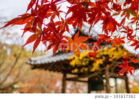 京都市西山の勝持寺の紅葉 鐘楼堂のもみじ 京都市西山の勝持寺の紅葉 鐘楼堂のもみじ 101617362