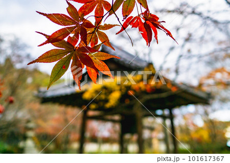 京都市西山の勝持寺の紅葉 鐘楼堂のもみじ 京都市西山の勝持寺の紅葉 鐘楼堂のもみじ 101617367