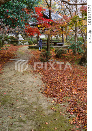 京都市西山の勝持寺の紅葉 鐘楼堂のもみじ 京都市西山の勝持寺の紅葉 鐘楼堂のもみじ 101617374