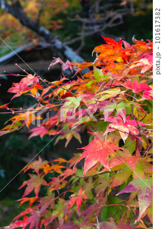 京都市西山の勝持寺の紅葉　高遠閣のもみじ 101617382