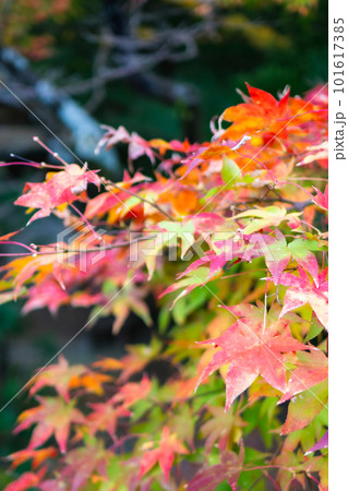 京都市西山の勝持寺の紅葉　高遠閣のもみじ 101617385