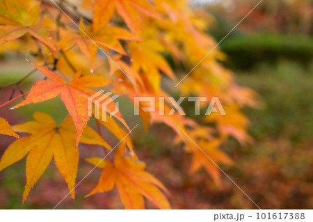 京都市西山の勝持寺の紅葉 桜ヶ丘のもみじ 京都市西山の勝持寺の紅葉 桜ヶ丘のもみじ 101617388