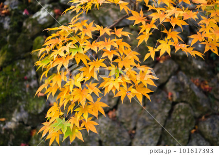京都市西山の勝持寺の紅葉 桜ヶ丘のもみじ 京都市西山の勝持寺の紅葉 桜ヶ丘のもみじ 101617393