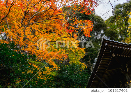 京都市西山の勝持寺の紅葉　不動堂のもみじ 101617401