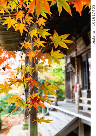 京都市西山の勝持寺の紅葉　不動堂のもみじ 101617405