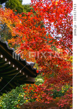 京都市西山の勝持寺の紅葉　不動堂のもみじ 101617413