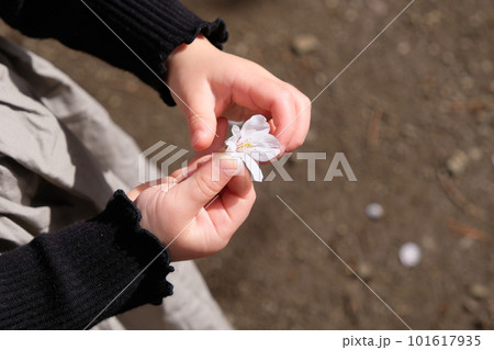 桜の花を持つ子どもの手 桜の花を持つ子どもの手 101617935