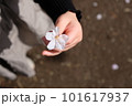 桜の花を持つ子どもの手 101617937
