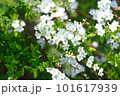 雪柳 101617939