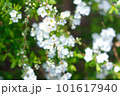 雪柳 101617940