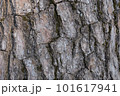 ソメイヨシノの樹皮 101617941