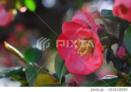 赤いボケ(木瓜)の花　放春花 101618095