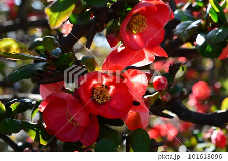 赤いボケ(木瓜)の花 放春花 赤いボケ(木瓜)の花 放春花 101618096