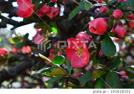 赤いボケ(木瓜)の花 放春花 赤いボケ(木瓜)の花 放春花 101618101