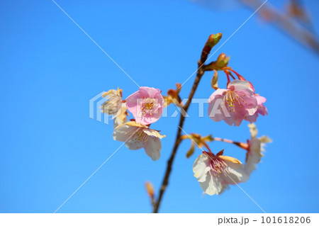 早咲き　河津桜の花 101618206
