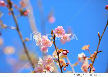 早咲き 河津桜の花 早咲き 河津桜の花 101618208
