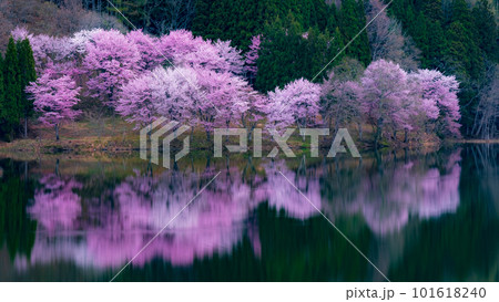 中綱湖の桜 中綱湖の桜 101618240