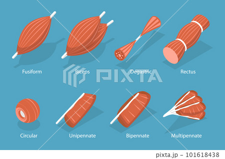 3D Isometric Flat Vector Set of Skeletal Fiber Muscle 3D Isometric Flat Vector Set of Skeletal Fiber Muscle 101618438