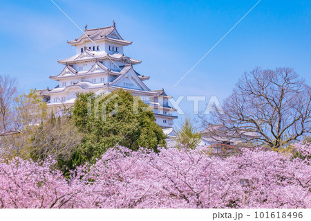 桜に包まれた国宝 桜に包まれた国宝 101618496