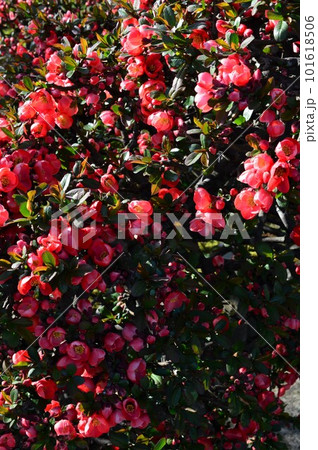 赤い木瓜（ボケ）カラボケ（唐木瓜） 101618506