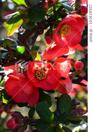 赤い木瓜（ボケ）カラボケ（唐木瓜） 101618507