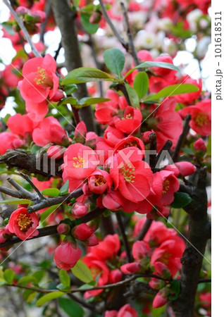 赤い木瓜(ボケ)カラボケ(唐木瓜) 赤い木瓜(ボケ)カラボケ(唐木瓜) 101618511