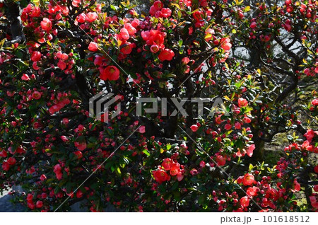 赤い木瓜(ボケ)カラボケ(唐木瓜) 赤い木瓜(ボケ)カラボケ(唐木瓜) 101618512