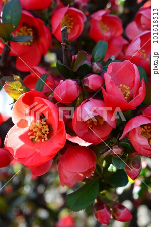 赤い木瓜(ボケ)カラボケ(唐木瓜) 赤い木瓜(ボケ)カラボケ(唐木瓜) 101618513