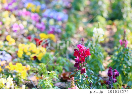 赤色　キンギョソウの花 101618574